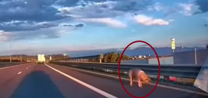 video imagini incredibile pe autostrada sofer amendat dupa ce un porc i a sarit din remorca 6a98012b8533f