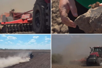 video nori de praf si disperare cum afecteaza lipsa ploilor culturile din vestul tarii fermier in 40 de ani asa ceva nu am mai intalnit 6ab0b06b2c7f0