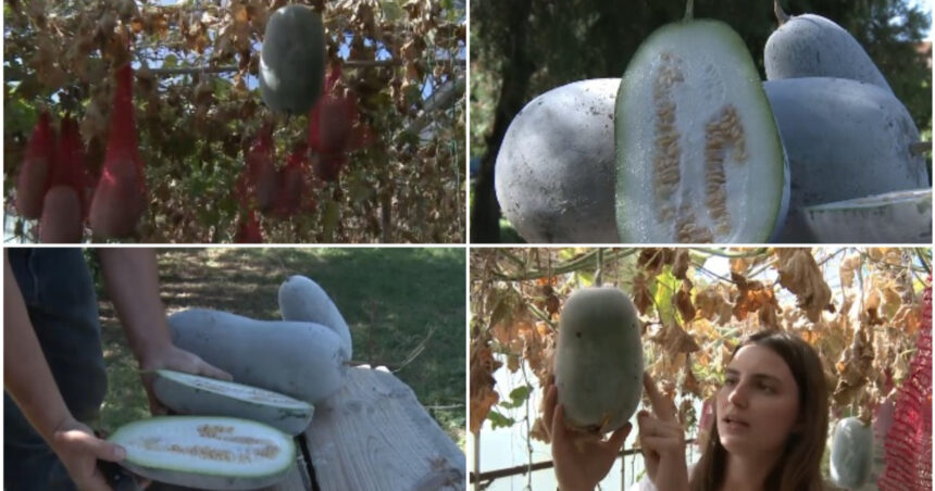 video pepenele de iarna gigantul din serele din buzau fructul urias cu gust dulce acrisor si invelis de ceara rezista pana la sase luni 6aaf5b68209e8
