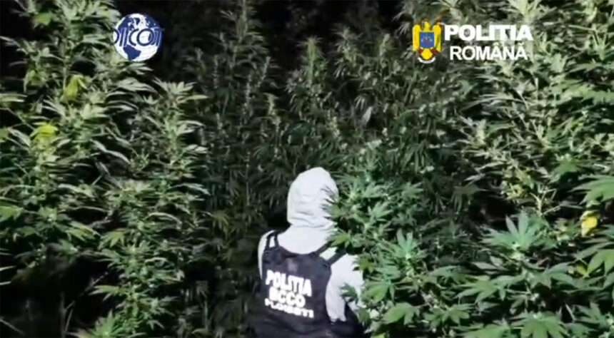 video plantatie de canabis fertilizata si udata de doi barbati politistii i au surprins la lucru 6aaff0d90955c
