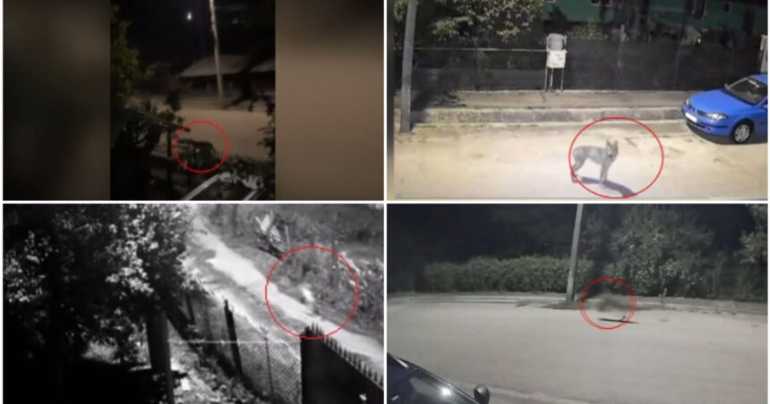 video sat terorizat de lupi animalele intra in gospodarii si ucid pana si cainii de paza asteptam sa se intample ceva oribil 6aa23a783bd7f