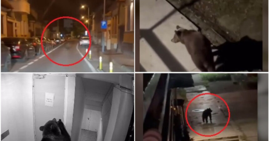 video ursii o amenintare constanta pentru oamenii din localitatile de munte cate animale au fost eutanasiate sau impuscate in brasov 6abb4aa8b96fb