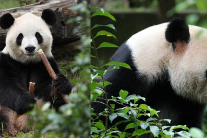 videofoto diplomatia panda dintre china si sua ping ping si fu shuang au plecat spre america 6ab8dfbba8918