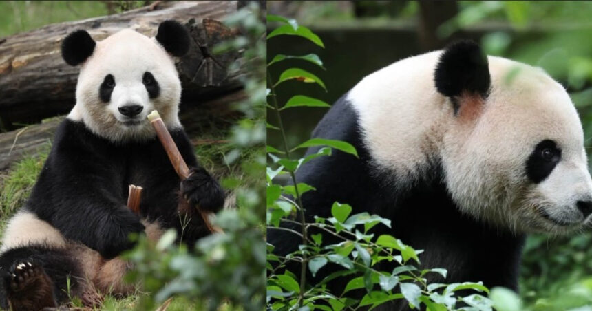 videofoto diplomatia panda dintre china si sua ping ping si fu shuang au plecat spre america 6ab8dfbba8918