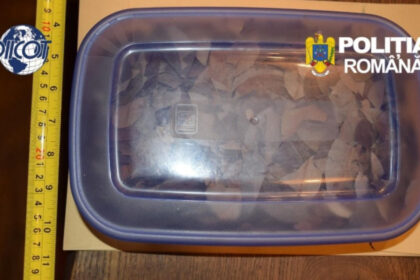 canabis si frunze de coca intr o tabara de iluminare din hunedoara ce sume plateau participantii pentru explorarea constiintei 6ae36b3028c2a