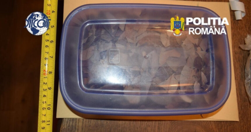 canabis si frunze de coca intr o tabara de iluminare din hunedoara ce sume plateau participantii pentru explorarea constiintei 6ae36b3028c2a