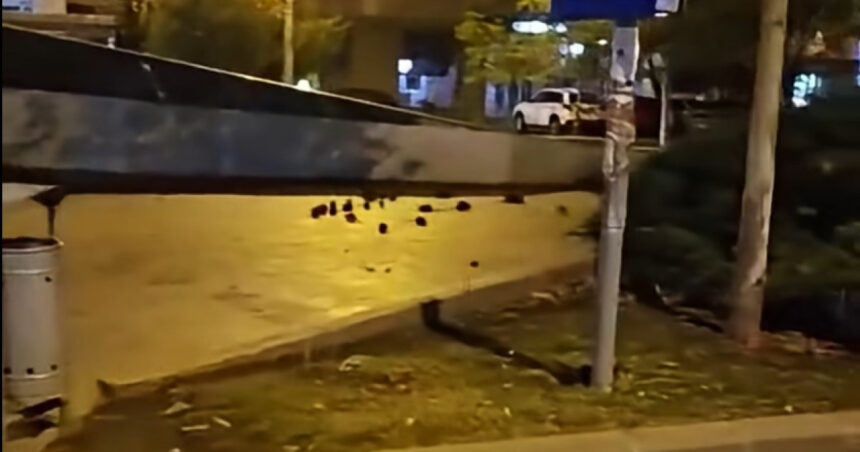 ciprian ciucu da vina pe oameni pentru invazia de sobolani din centrul capitalei efectul mizeriei pe care nu primaria o face 6acf309eaeeb6