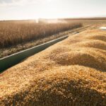 consiliul judetean constanta propune noi preturi medii pentru produsele agricole in 2027 cat ar urma sa coste graul porumbul si floarea soarelui 6adab467b0e63