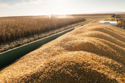 consiliul judetean constanta propune noi preturi medii pentru produsele agricole in 2027 cat ar urma sa coste graul porumbul si floarea soarelui 6adab467b0e63