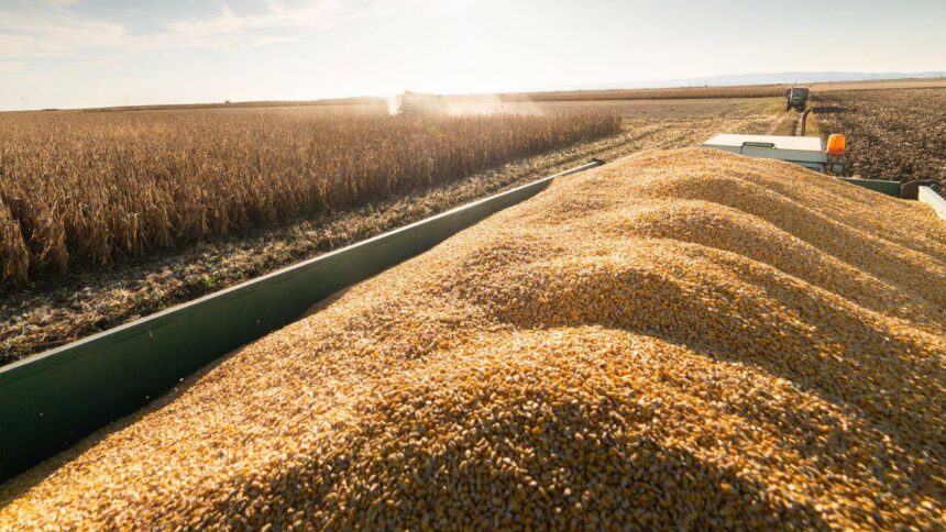 consiliul judetean constanta propune noi preturi medii pentru produsele agricole in 2027 cat ar urma sa coste graul porumbul si floarea soarelui 6adab467b0e63