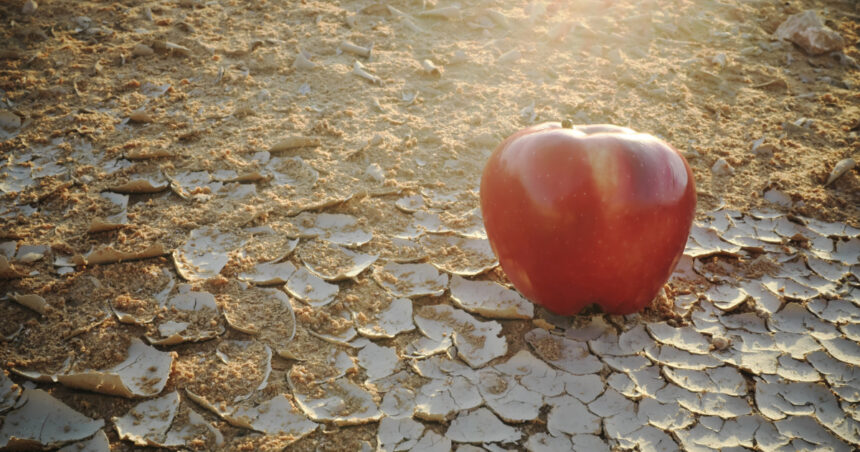 criza alimentara globala e tot mai aproape onu avertizeaza ca scumpirea energiei si a ingrasamintelor va majora preturile alimentelor 6ad83aedb85f5