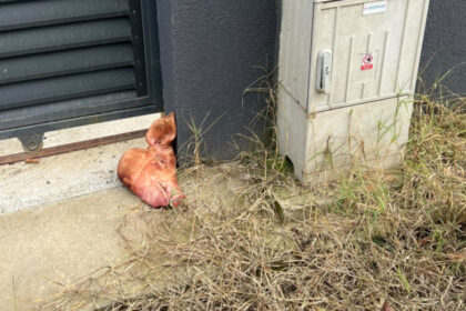 deputata aur capul de porc a fost pus de jucatoru si de cumnatul lui simion lulea planuia sa scapam de presedintele aur 6ada61daef6e5