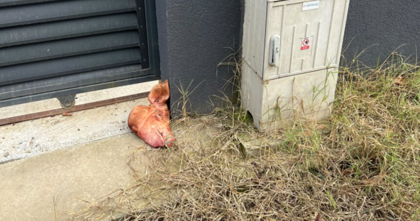 deputata aur capul de porc a fost pus de jucatoru si de cumnatul lui simion lulea planuia sa scapam de presedintele aur 6ada61daef6e5