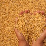 dna constanta cu ochii pe afacerile cu cereale dosarul silo impex inchis prin prescriptie procurorii acuza un prejudiciu de zeci de milioane 6add73cf07839