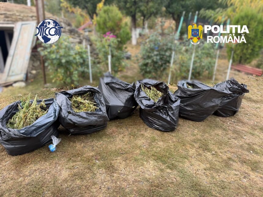 foto anchetatorii au descoperit 60 kg de canabis si culturi ilegale de canabis in trei localitati patru persoane arestate preventiv pentru trafic de droguri 6aca4ed899a59