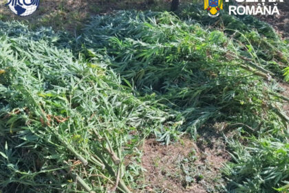 foto cultura de canabis in covasna 60 de plante confiscate un barbat de 62 de ani a fost retinut de diicot 6abf9de765c36
