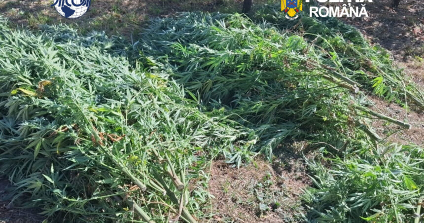 foto cultura de canabis in covasna 60 de plante confiscate un barbat de 62 de ani a fost retinut de diicot 6abf9de765c36