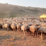 mobilizare maxima la ansvsa sunt vizate ovinele si caprinele din constanta si tulcea campania de vaccinare incepe azi 6adde09cb9e6c