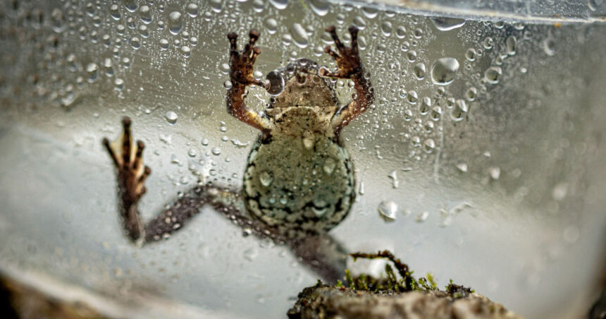 o broasca de nici doi centimetri i a dezorientat pe cercetatori o noua specie otravitoare descoperita in ecuador 6ac0b3b3e4aa5