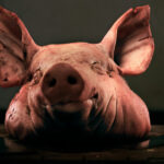 saga capetelor de porc continua un al doilea incident tip cosa nostra la proprietatile cofondatorului aur marius lulea 6ad74267904bd