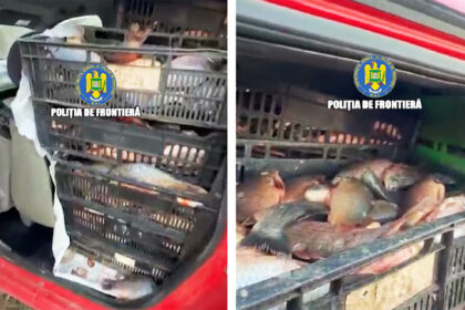 video 700 de kg de peste braconat descoperit la mihai viteazu de politistii de frontiera 6ac3712279f7d