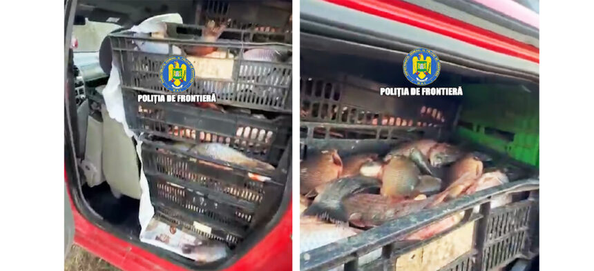 video 700 de kg de peste braconat descoperit la mihai viteazu de politistii de frontiera 6ac3712279f7d