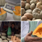 video cel mai dulce dovleac din romania povestea soiului inovator de la dabuleni care cucereste gospodinele si pietele cat costa kilogramul 6adeff266c440