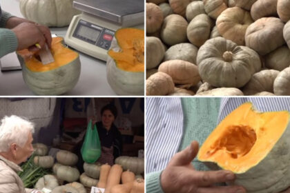 video cel mai dulce dovleac din romania povestea soiului inovator de la dabuleni care cucereste gospodinele si pietele cat costa kilogramul 6adeff266c440
