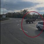 video imagini incredibile pe soseaua dintre olimp si dn39 un cal inhamat la o caruta plina cu lemne fara control 6ae63a1cb55c8