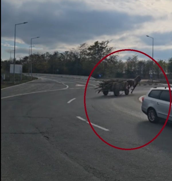 video imagini incredibile pe soseaua dintre olimp si dn39 un cal inhamat la o caruta plina cu lemne fara control 6ae63a1cb55c8