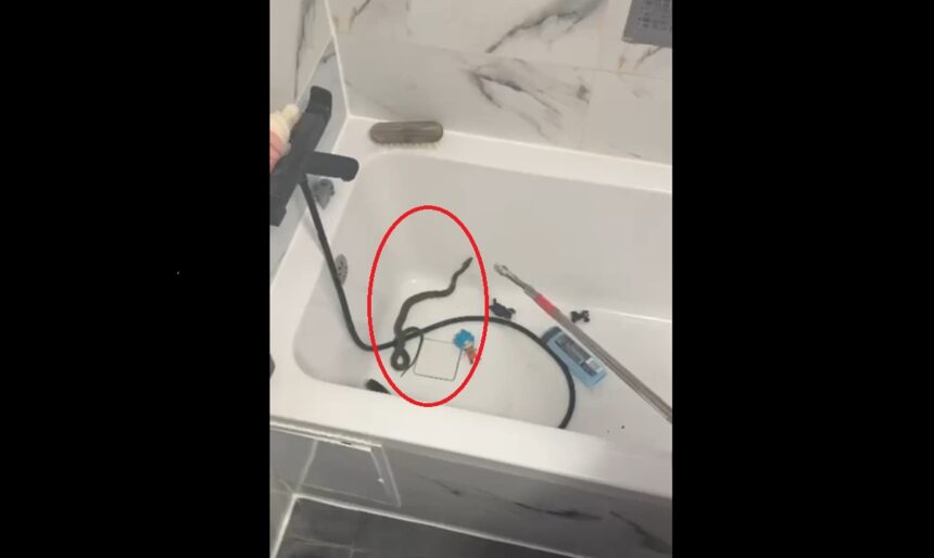 video o mamica din medgidia s a trezit cu un sarpe incolacit pe dus chiar cand voia sa i faca baie micutului i au salvat jandarmii 6ac9243de0bbc