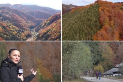 video padurea bicolora de langa petrila cum a ajuns un experiment silvic din anii 70 sa creeze un spectacol turistic de toamna 6adc2f6d545ce