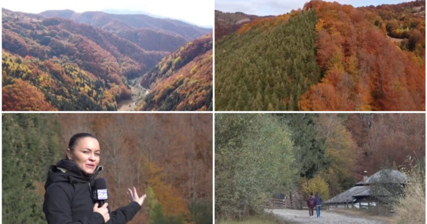 video padurea bicolora de langa petrila cum a ajuns un experiment silvic din anii 70 sa creeze un spectacol turistic de toamna 6adc2f6d545ce
