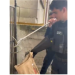 video sarpe capturat in apropierea unui restaurant din constanta altul langa un bloc 6ada12f53e5e8
