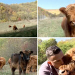 video vacutele cu breton vedete in maramures povestea celor doi soti care si au transformat gospodaria intr un colt de scotia 6adeed92df008
