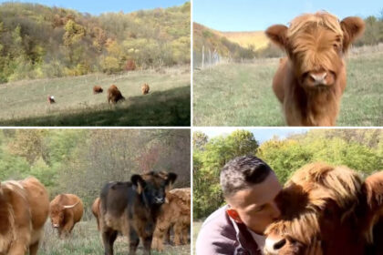 video vacutele cu breton vedete in maramures povestea celor doi soti care si au transformat gospodaria intr un colt de scotia 6adeed92df008